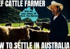 Beef Cattle Farmer Career and Immigration options for Australia